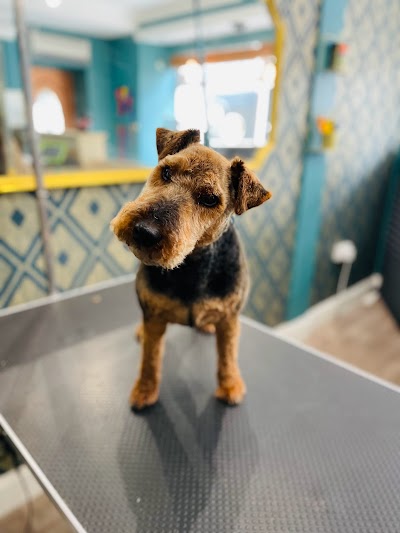 Photo associated with The Paw Pad Dog Groomers Dursley