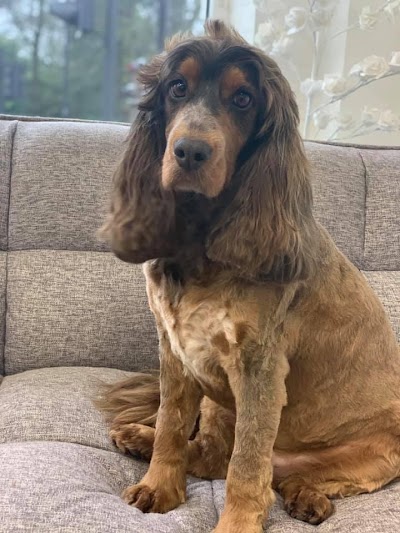 Photo associated with CJS Dog Grooming