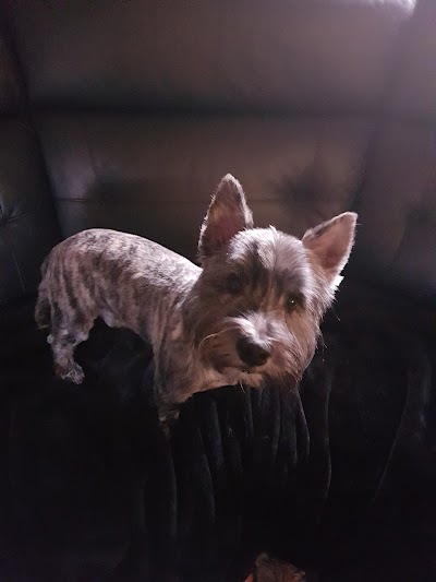 Photo associated with Perfect Pooches