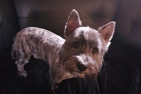 Photo associated with Perfect Pooches
