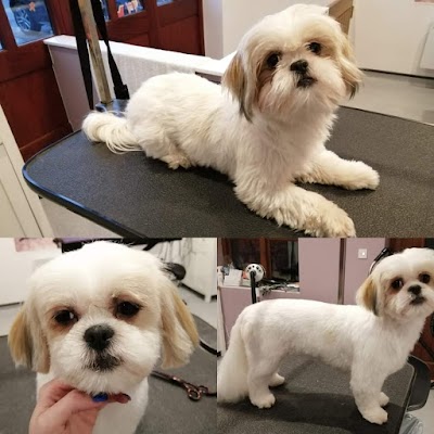 Photo associated with Tanya's Tails Dog Grooming