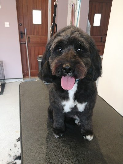 Photo associated with Tanya's Tails Dog Grooming