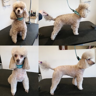 Photo associated with Tanya's Tails Dog Grooming