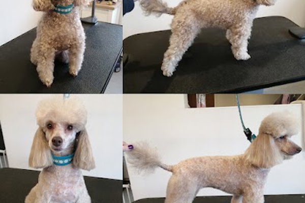 Photo associated with Tanya's Tails Dog Grooming