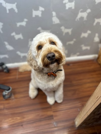Photo associated with The Furry Godmother Grooming