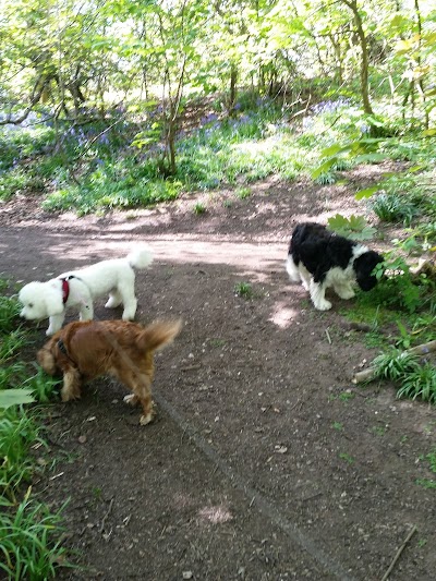 Photo associated with Vicky's Dog & Cat Grooming Parlour
