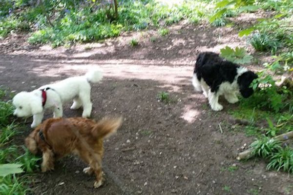 Photo associated with Vicky's Dog & Cat Grooming Parlour