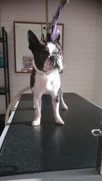 Photo associated with K9 Dog Salon
