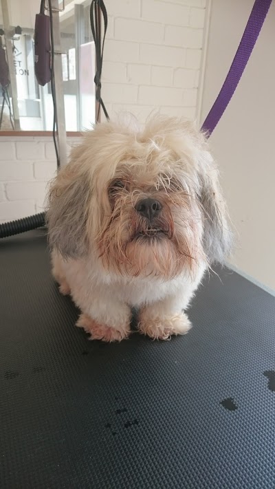 Photo associated with K9 Dog Salon