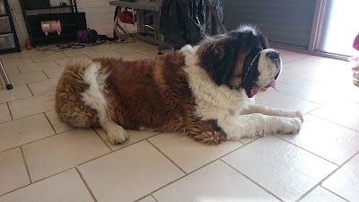 Photo associated with K9 Dog Salon
