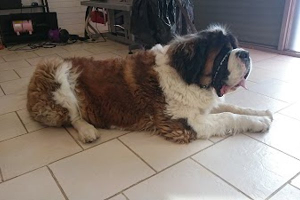 Photo associated with K9 Dog Salon