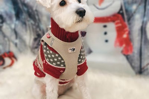 Photo associated with Bird-Dog Grooming Ltd