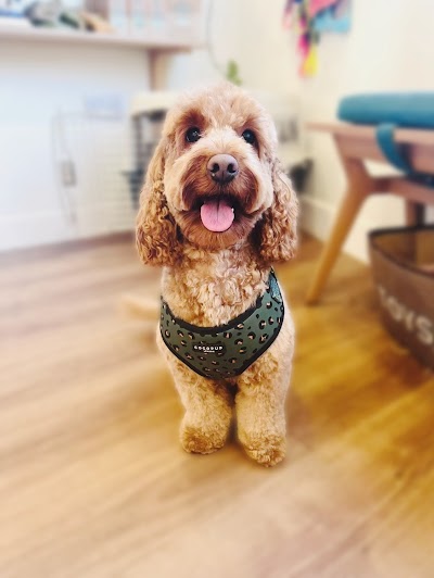 Photo associated with Bird-Dog Grooming Ltd