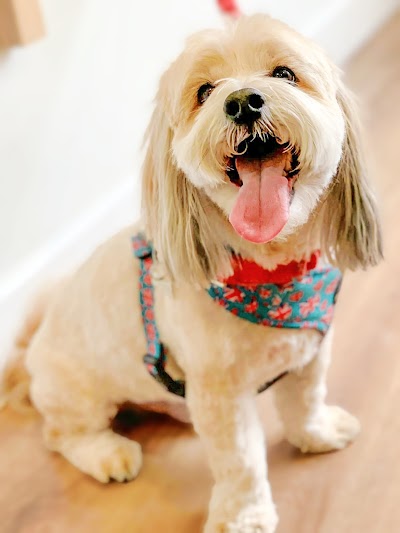 Photo associated with Bird-Dog Grooming Ltd