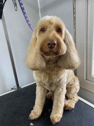 Photo associated with Muddy Paws Dog Grooming