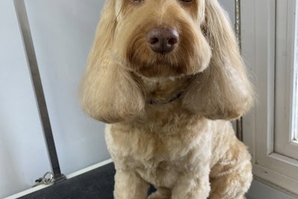 Photo associated with Muddy Paws Dog Grooming