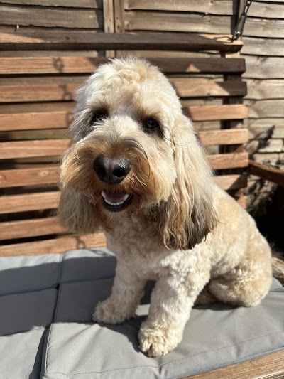 Photo associated with Pup Paw Razzi