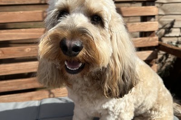 Photo associated with Pup Paw Razzi