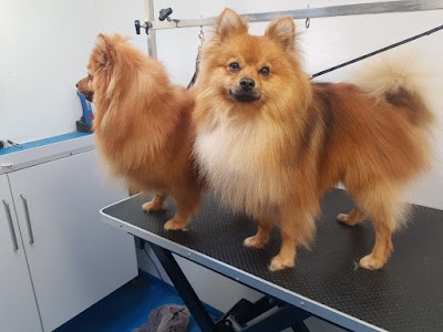 Photo associated with Mutts Cuts Dog Grooming