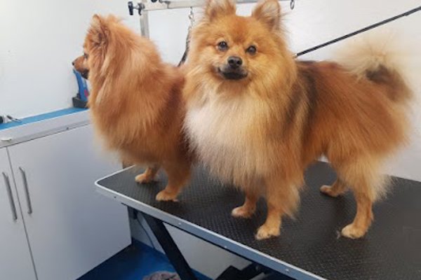 Photo associated with Mutts Cuts Dog Grooming