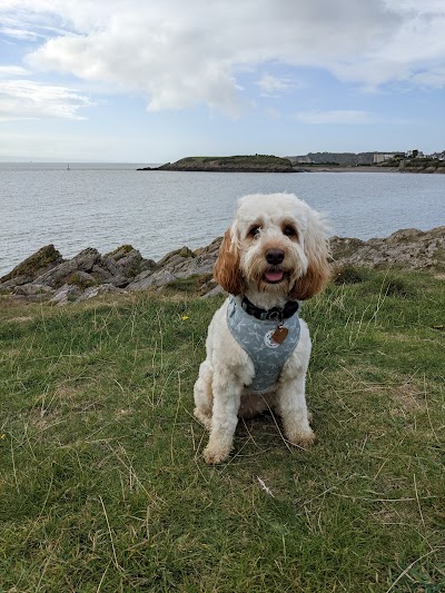 Photo associated with hannahs dog grooming