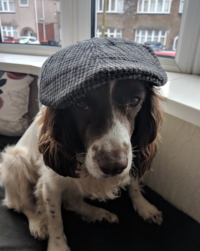 Photo associated with hannahs dog grooming