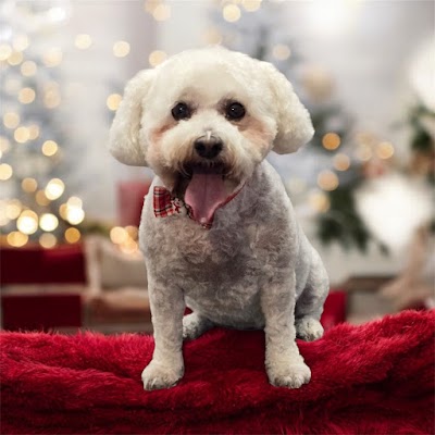 Photo associated with Wags In Style - Dog Grooming Salon