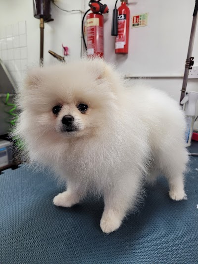 Photo associated with Hair & Hounds Dog Grooming Salon