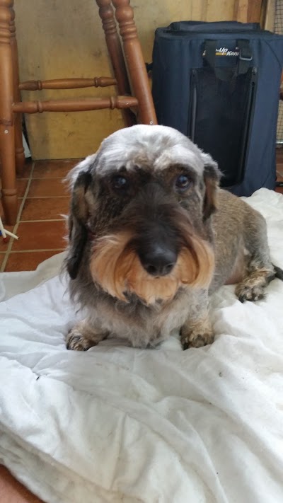 Photo associated with Hair & Hounds Dog Grooming Salon