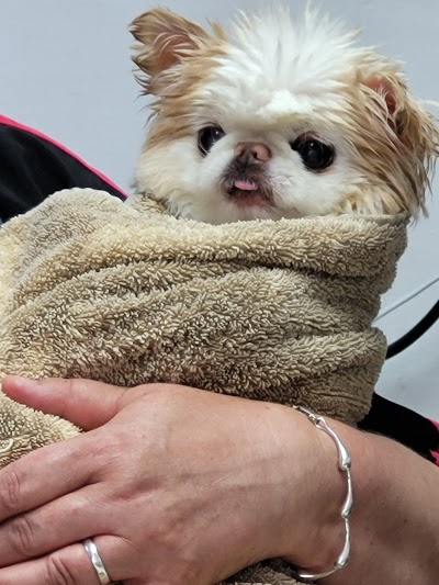 Photo associated with Hair & Hounds Dog Grooming Salon