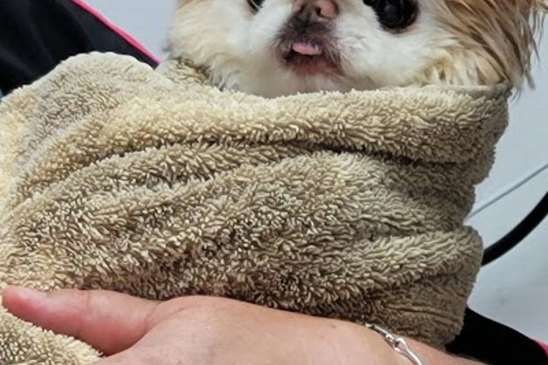 Photo associated with Hair & Hounds Dog Grooming Salon
