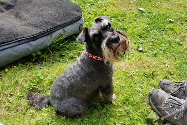 Photo associated with All 4 Paws