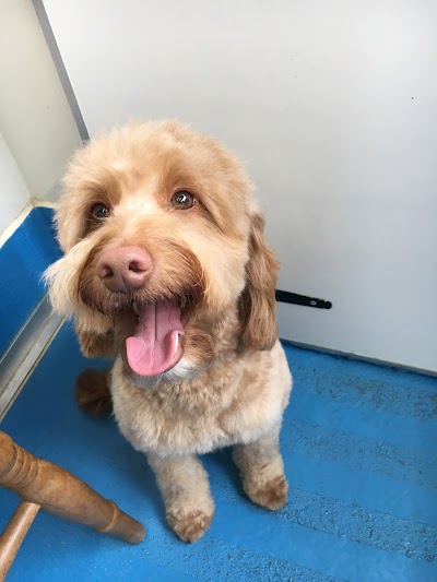 Photo associated with Totally Mutts (Maidenhead)