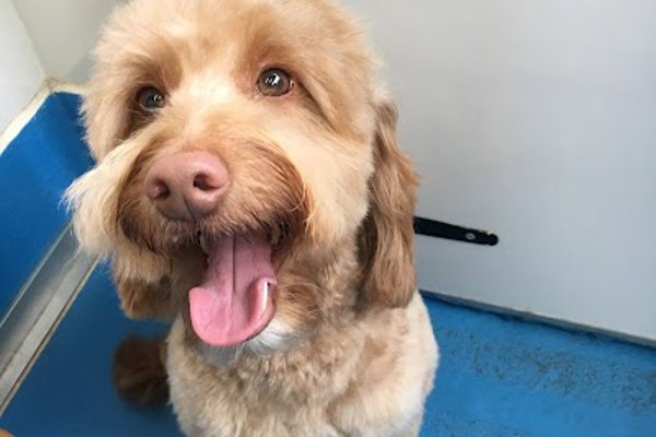 Photo associated with Totally Mutts (Maidenhead)