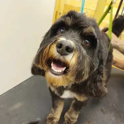 Photo associated with Groomtastic! Professional Dog Grooming