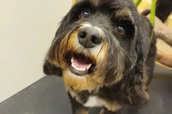 Photo associated with Groomtastic! Professional Dog Grooming