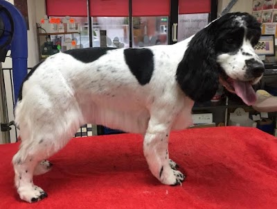 Photo associated with Absolutely Barking Dog Grooming Studio