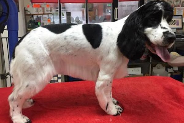 Photo associated with Absolutely Barking Dog Grooming Studio