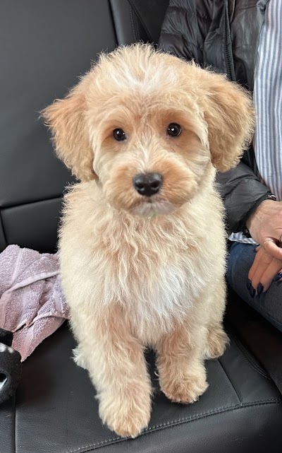 Photo associated with Vanity Fur Dog Groomers and Spa Hartlepool