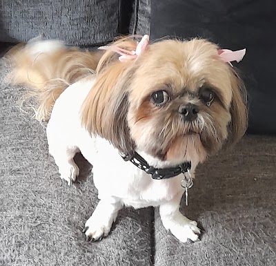 Photo associated with Vanity Fur Dog Groomers and Spa Hartlepool