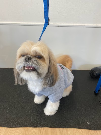 Photo associated with Vanity Fur Dog Groomers and Spa Hartlepool