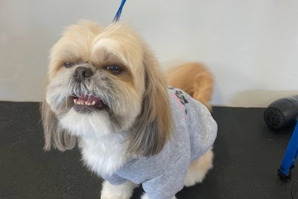 Photo associated with Vanity Fur Dog Groomers and Spa Hartlepool