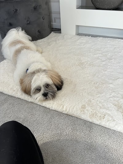 Photo associated with Fur-nomenal Dog Grooming