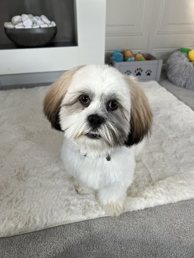 Photo associated with Fur-nomenal Dog Grooming