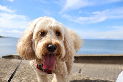 Photo associated with Fur-nomenal Dog Grooming