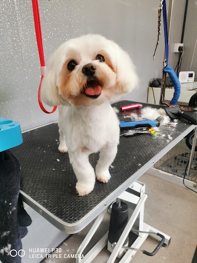 Photo associated with A-Sta Dog Grooming