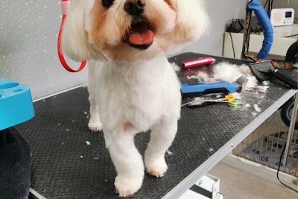Photo associated with A-Sta Dog Grooming