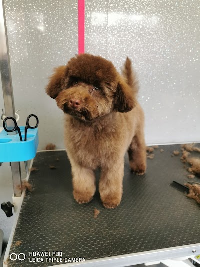 Photo associated with A-Sta Dog Grooming