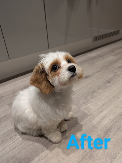 Photo associated with Coat and Clippers Dog Groomers