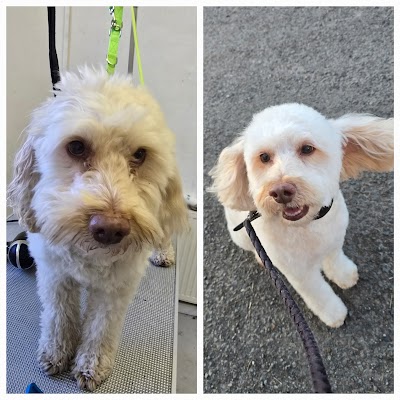 Photo associated with Coat and Clippers Dog Groomers